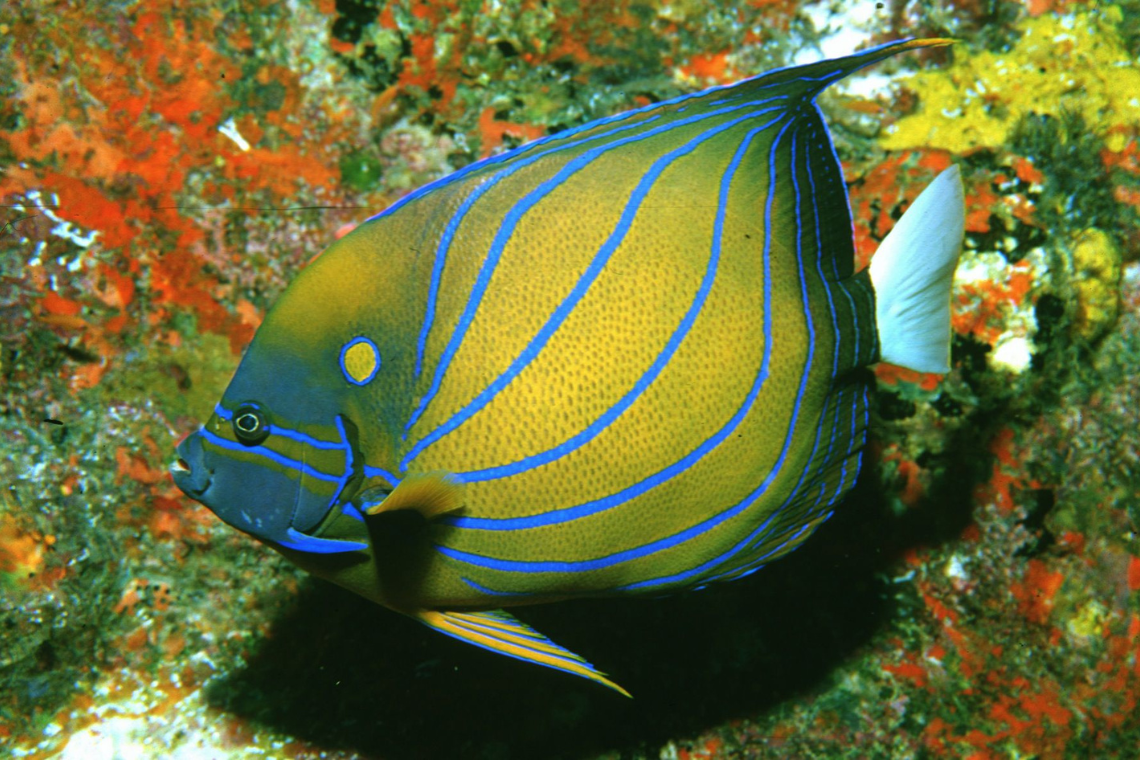 Sea Bees Diving Center Phuket