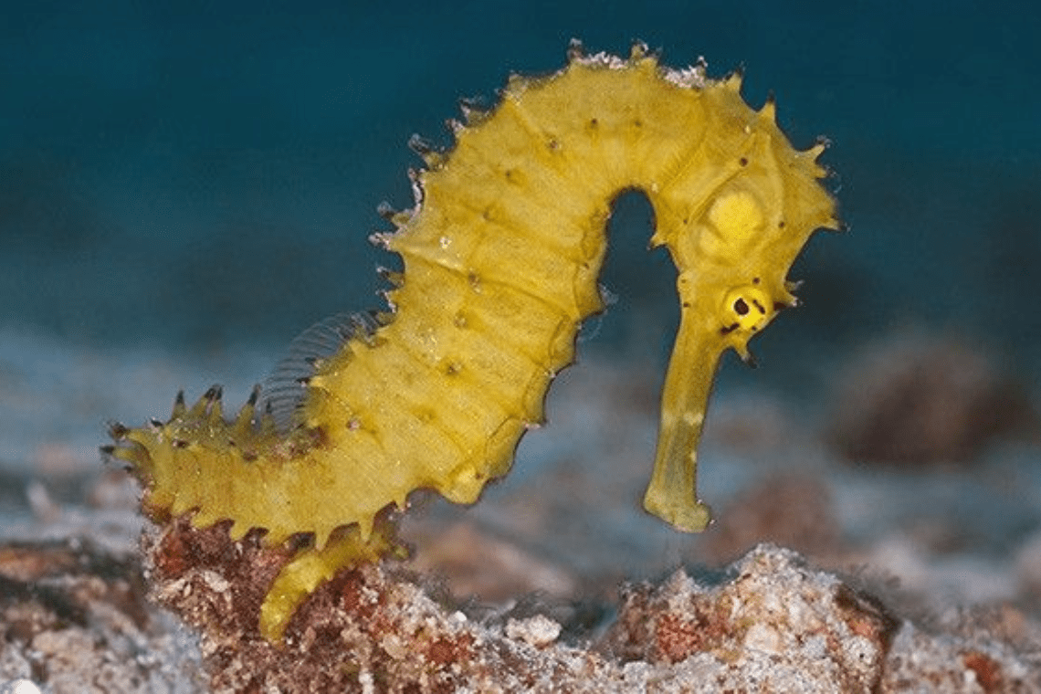 Sea Bees Diving Center Phuket