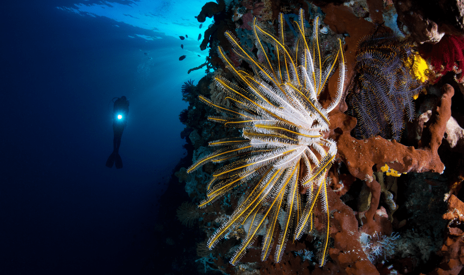 Kuda Laut - Celebes Divers