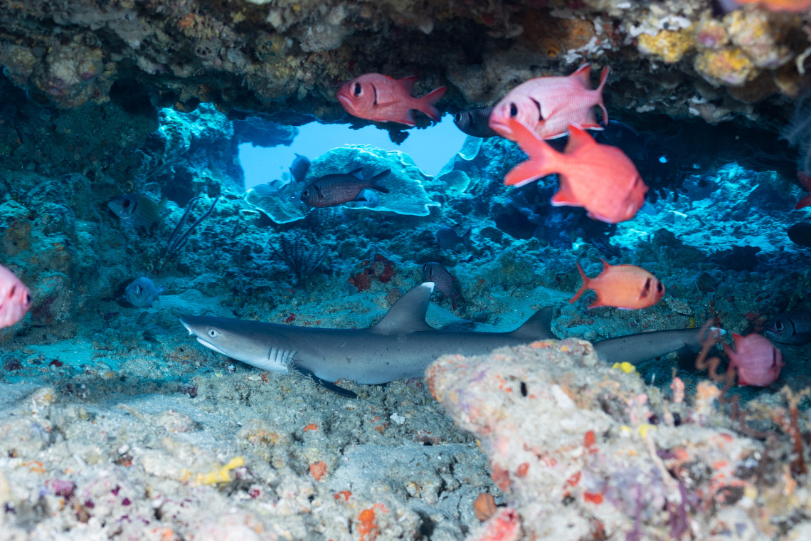 Manta Dive Bungalow