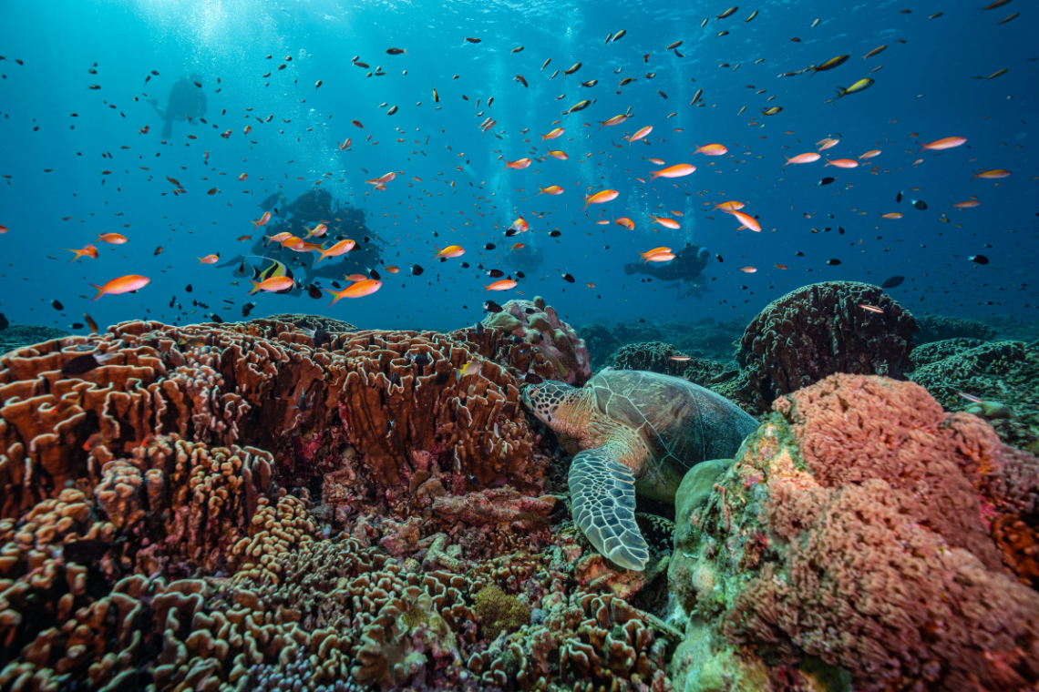 Manta Dive Bungalow