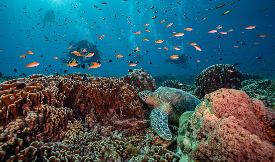 Manta Dive Bungalow