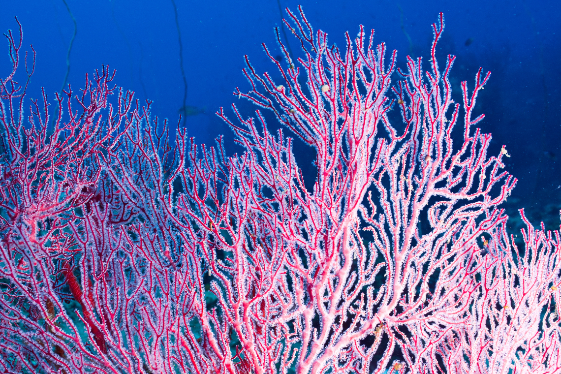 Scuba Center Asia Scuba Center Asia