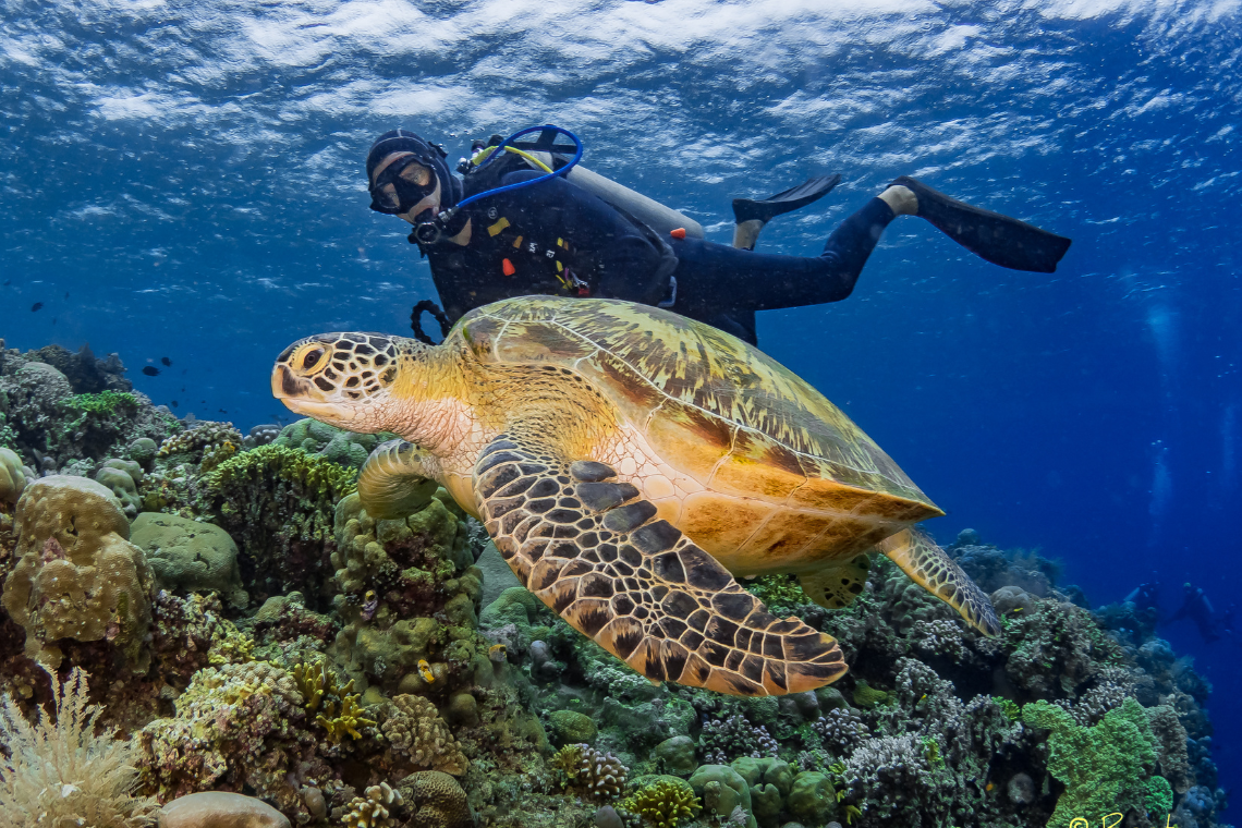 Murex Manado Dive Resort Murex Manado Dive Resort