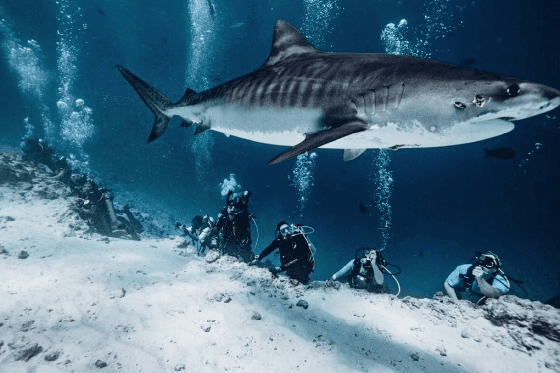 Pelagic Divers 
