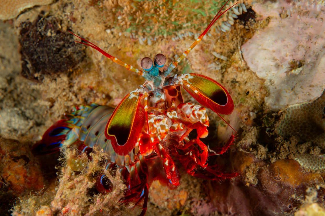 Visaya Dive Safari Visaya Dive Safari