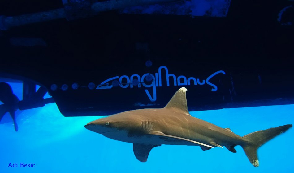 Longimanus - Diving Holidays 