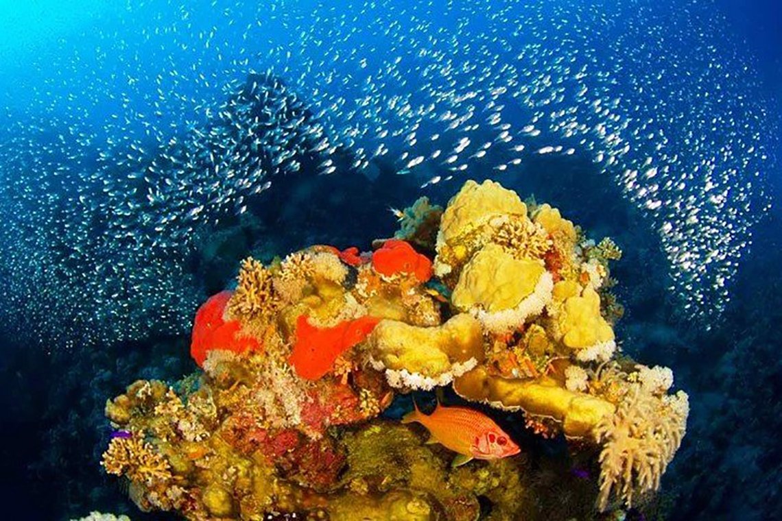 Sharks Bay Umbi Diving Sharks Bay Umbi Diving