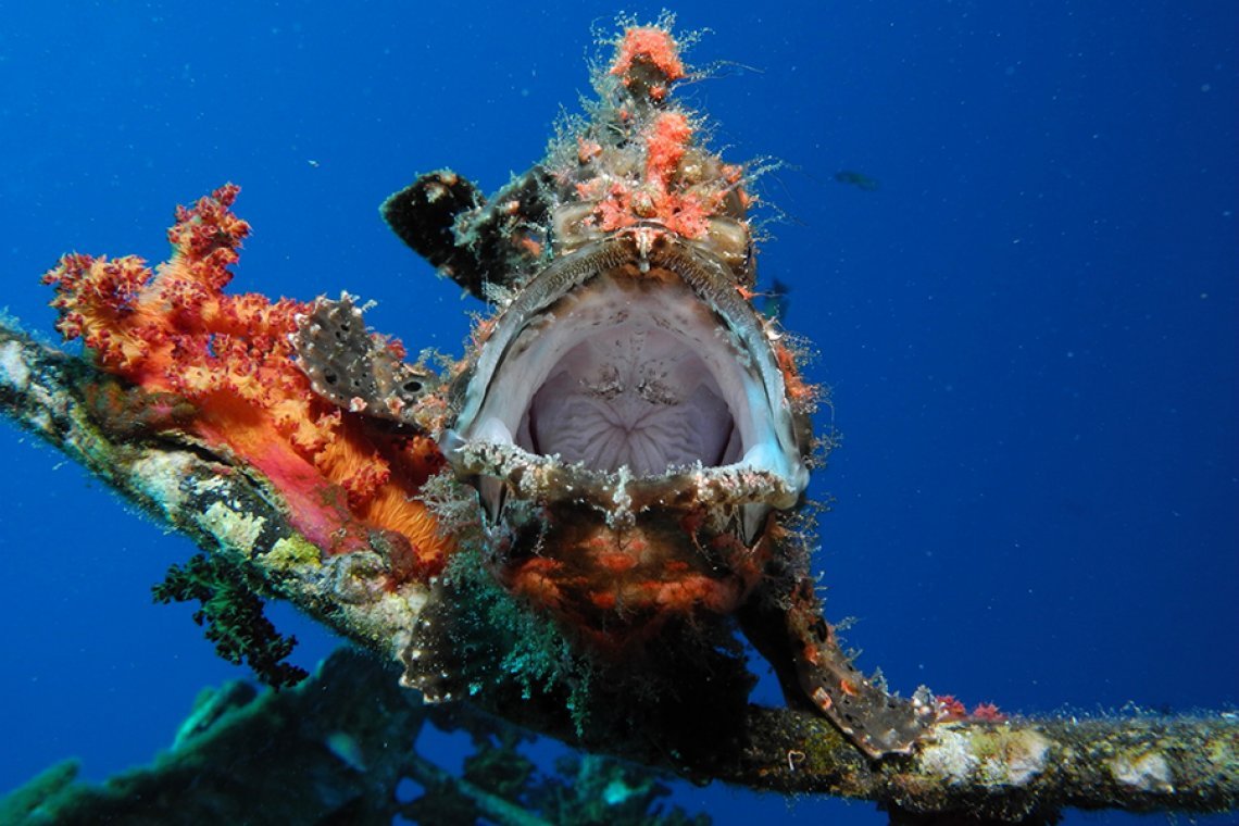 Orca Dive Clubs - Diving Holidays Orca Dive Clubs - Diving Holidays