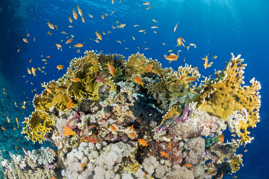 Wadi Gimal Divecenter - Diving Holidays