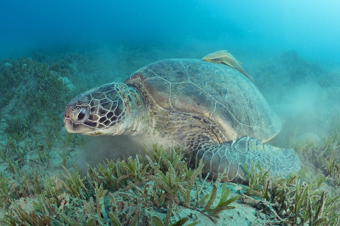 Wadi Gimal Divecenter - Diving Holidays