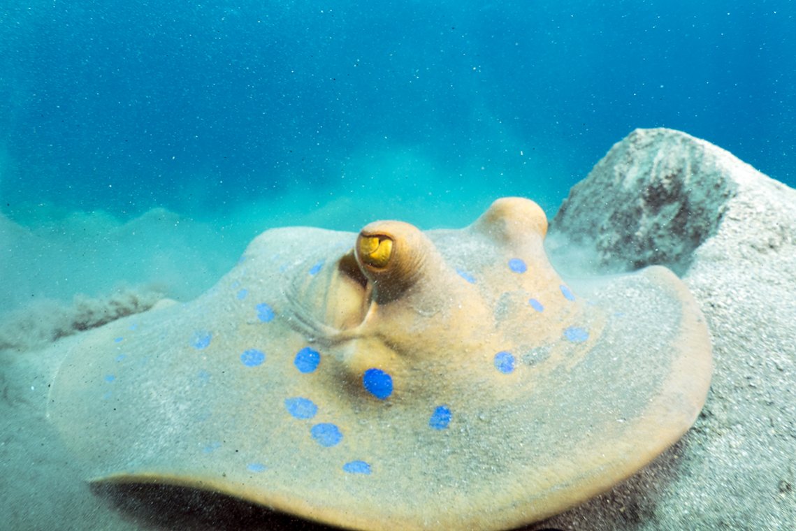Wadi Gimal Divecenter - Diving Holidays