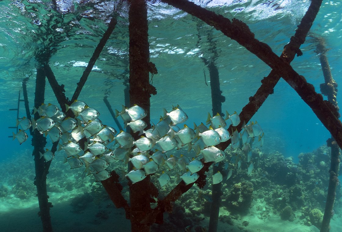 Wadi Gimal Divecenter - Diving Holidays