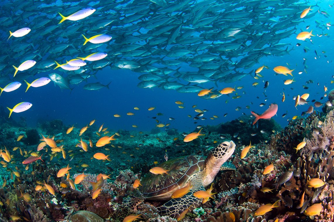 Seaquest Dive Center Bohol - Diving Holidays