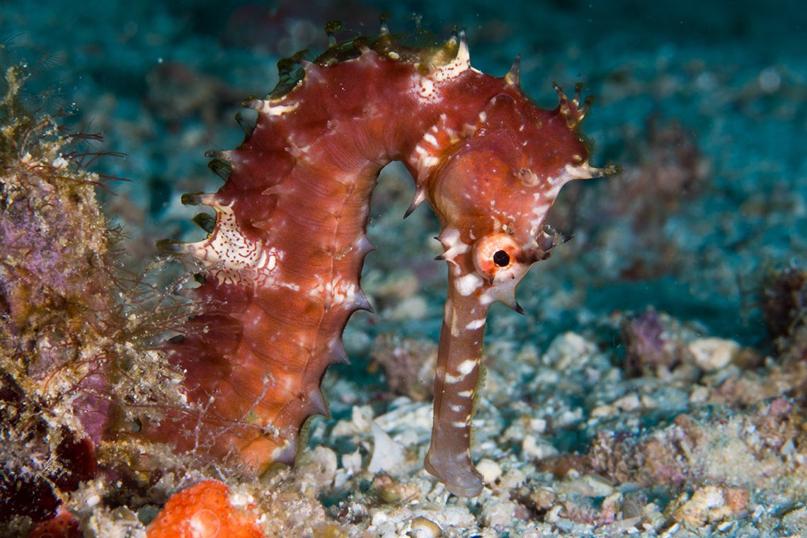 Seaquest Dive Center Moalboal - Diving Holidays