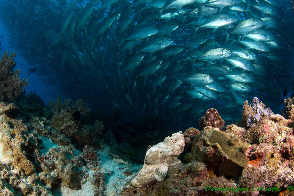 Seaquest Dive Center Moalboal - Diving Holidays Seaquest Dive Center Moalboal - Diving Holidays