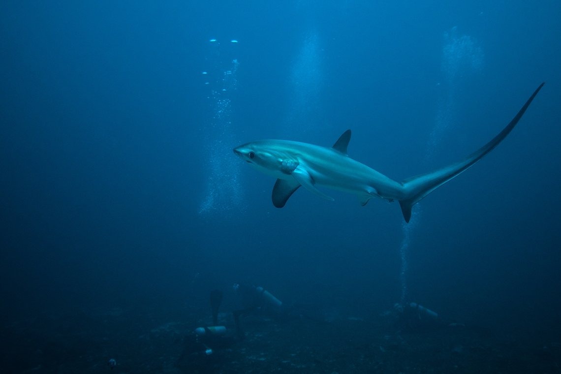 Malapascua Exotic Island Dive en Beach Resort - Diving Holidays  Malapascua Exotic Island Dive en Beach Resort - Diving Holidays