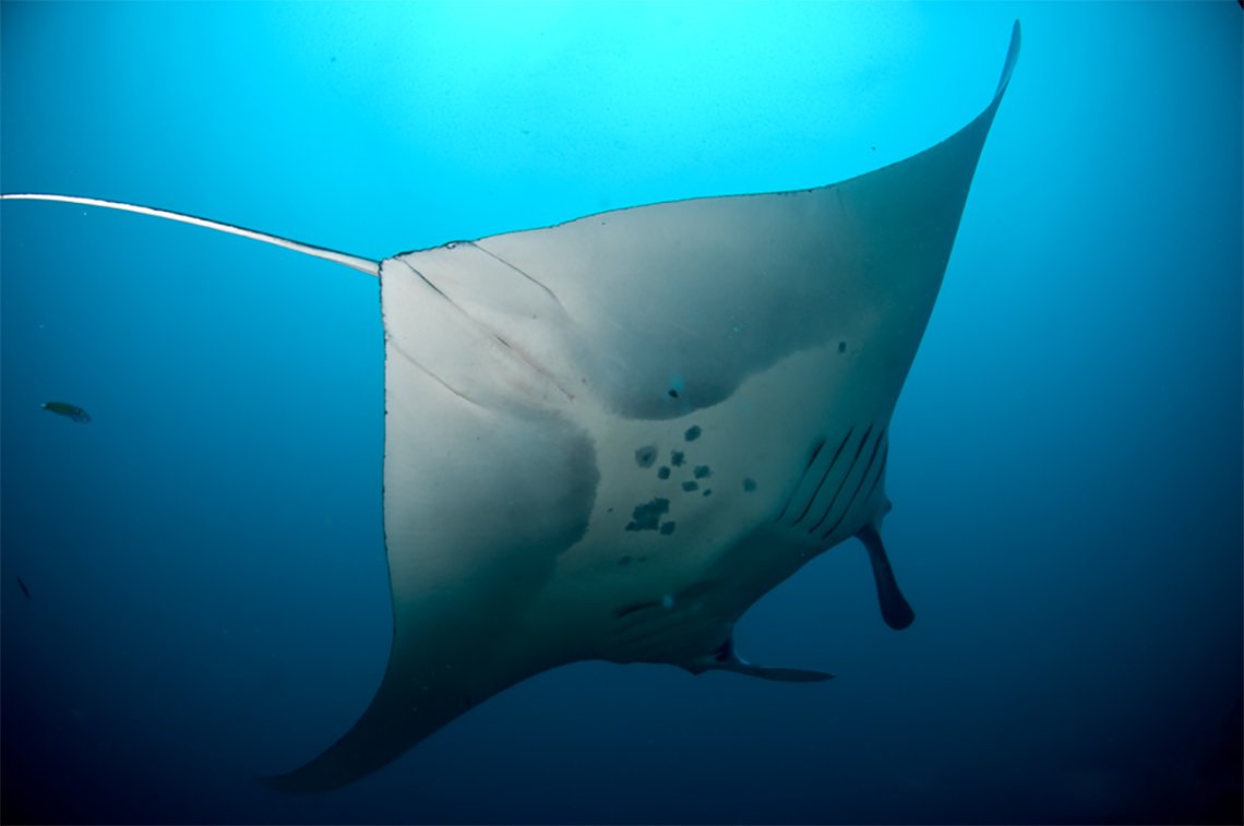 Malapascua Exotic Island Dive en Beach Resort - Diving Holidays  Malapascua Exotic Island Dive en Beach Resort - Diving Holidays