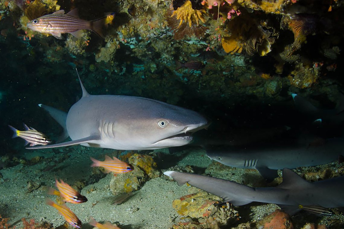 Malapascua Exotic Island Dive en Beach Resort - Diving Holidays  Malapascua Exotic Island Dive en Beach Resort - Diving Holidays