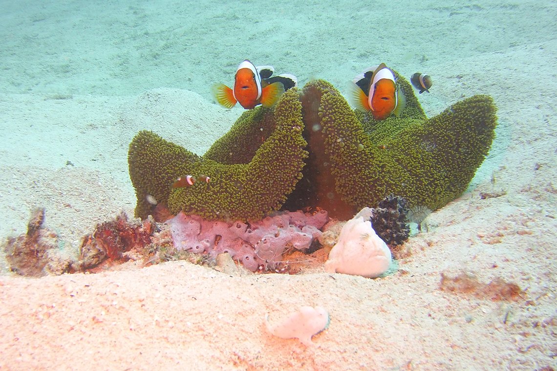 Magic Oceans Dive Resort - Diving Holidays