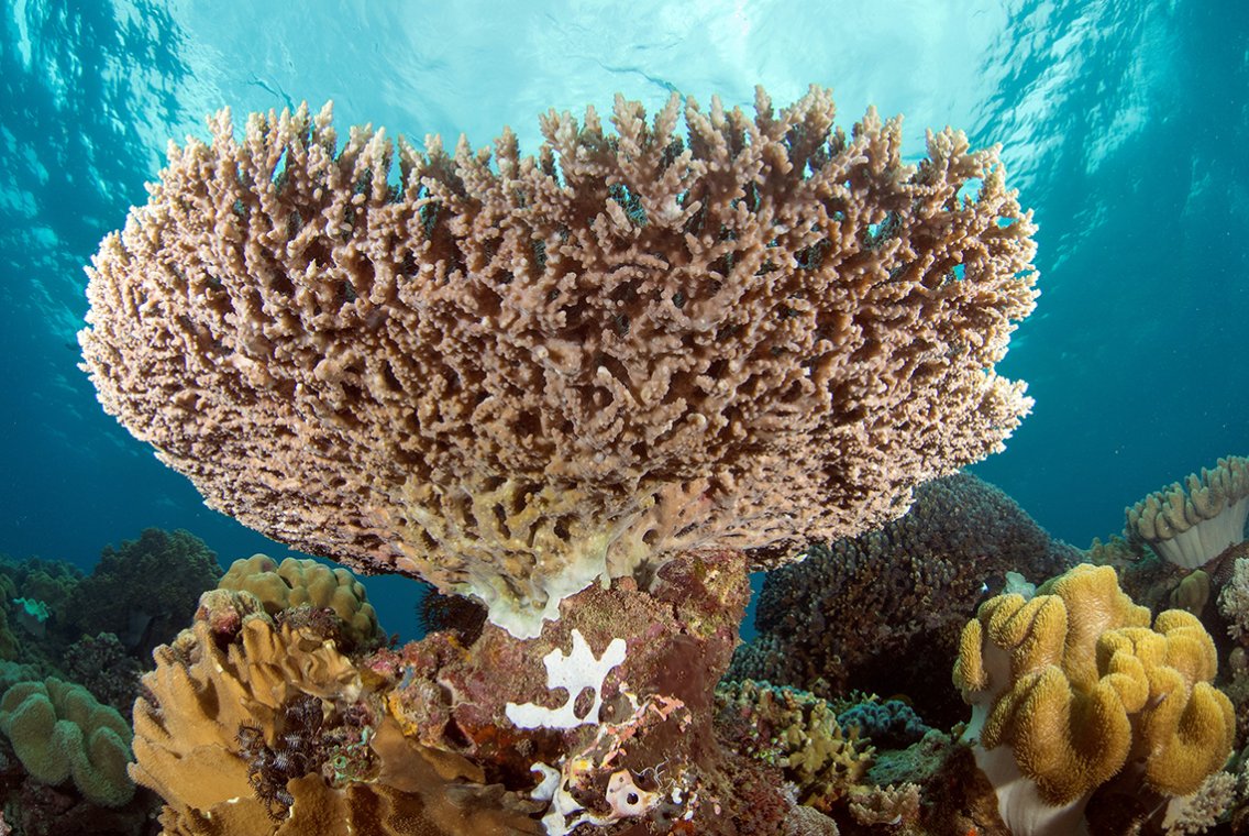 Magic Oceans Dive Resort - Diving Holidays