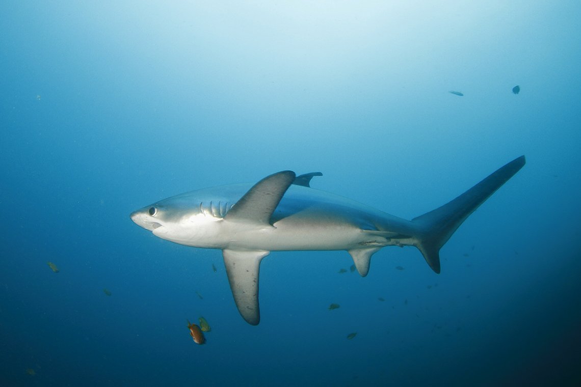 Sea Explorers Divecenter - Diving Holidays Sea Explorers Divecenter - Diving Holidays