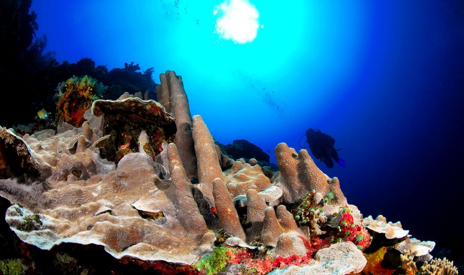 Layang Layang Island Resort - Diving Holidays
