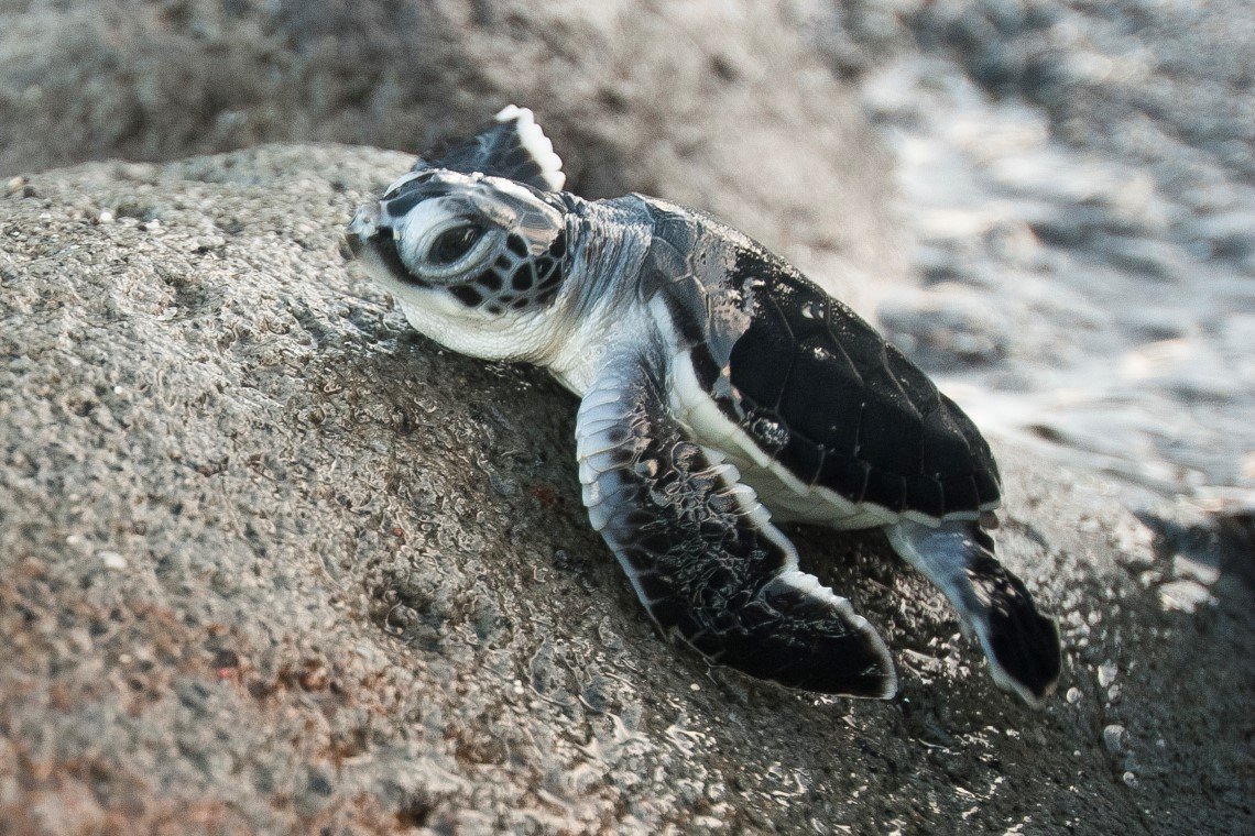 Scubaqua Divecenter - Diving Holidays