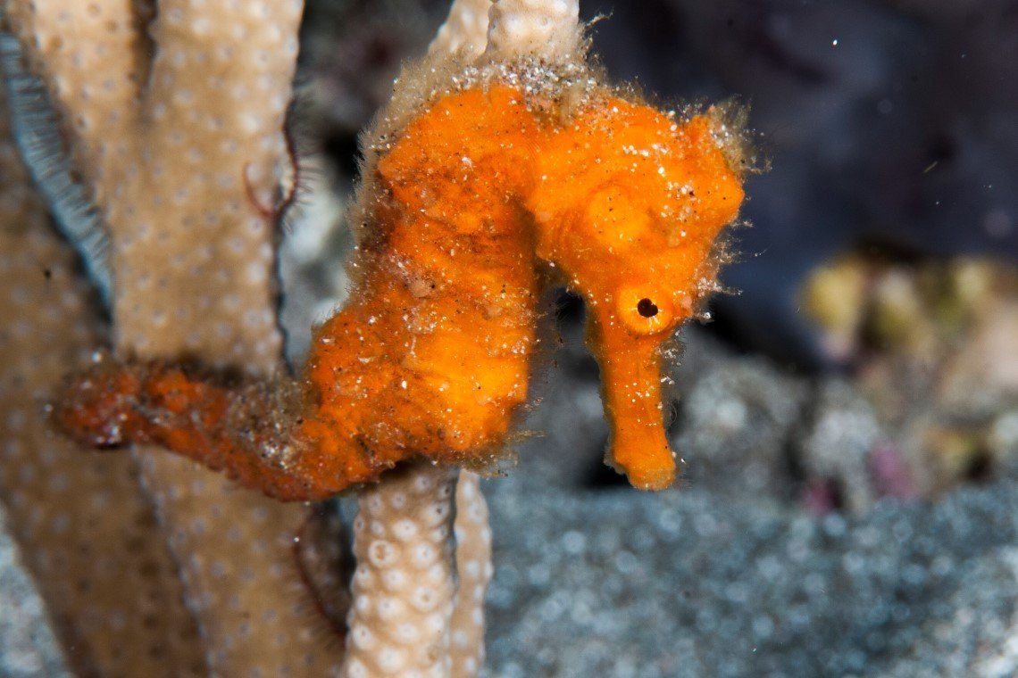 Scubaqua Divecenter - Diving Holidays