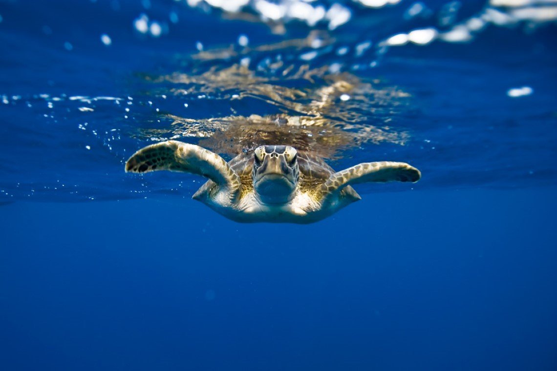 Scubaqua Divecenter - Diving Holidays