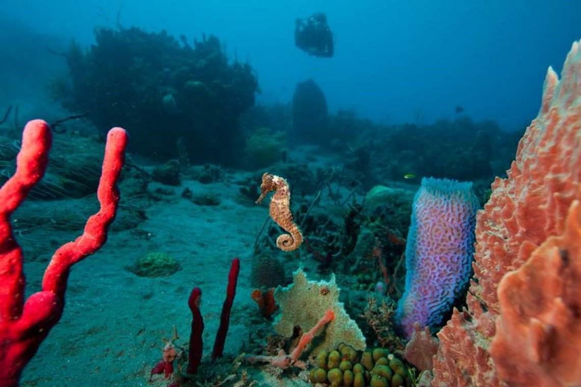 Sea Saba Advanced Dive Center - Diving Holidays