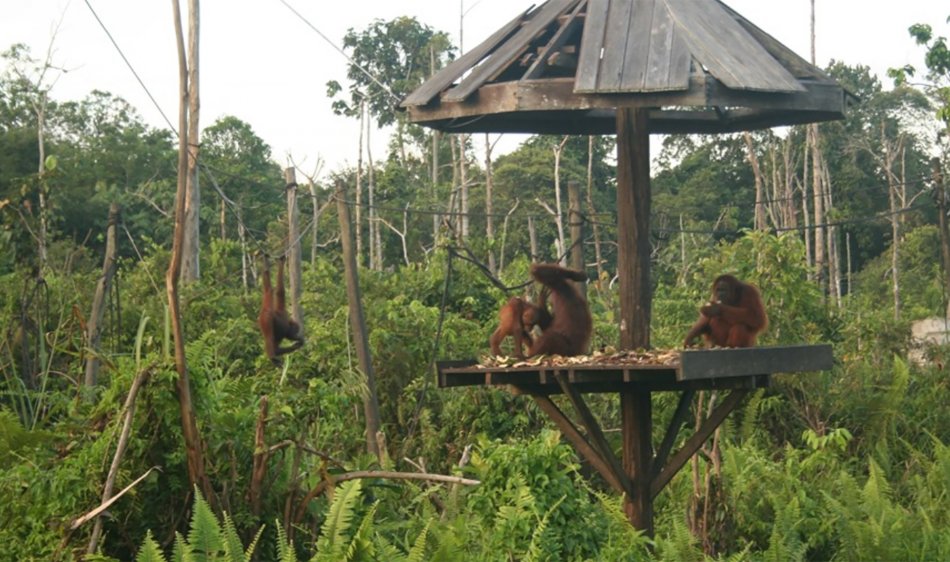 Samboja Lodge - Diving Holidays