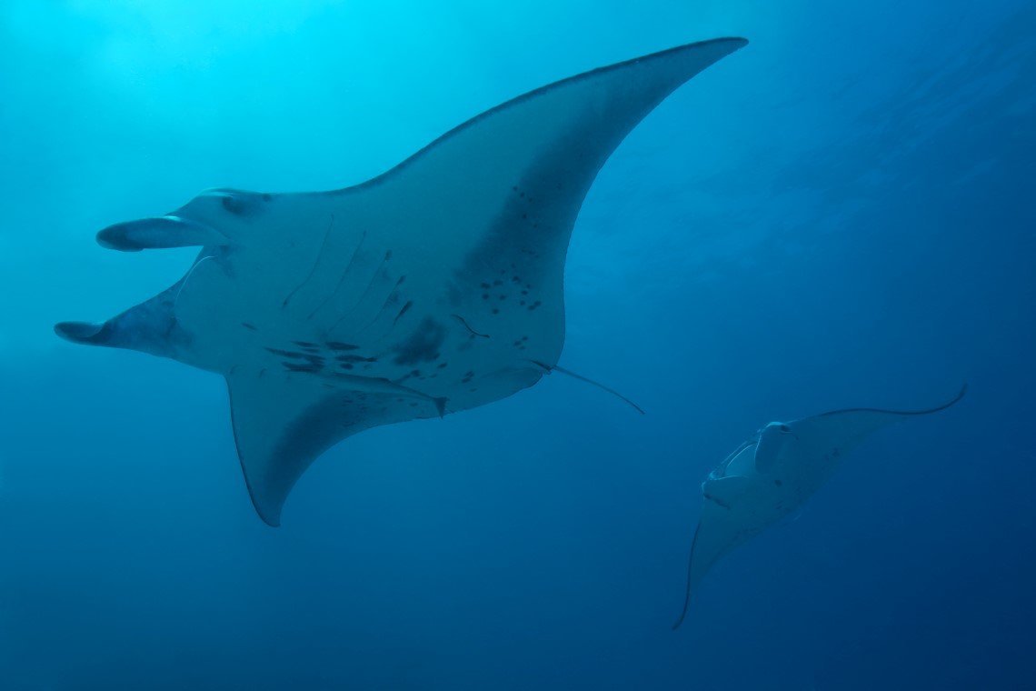 Werner Lau Diving Center - Diving Holidays