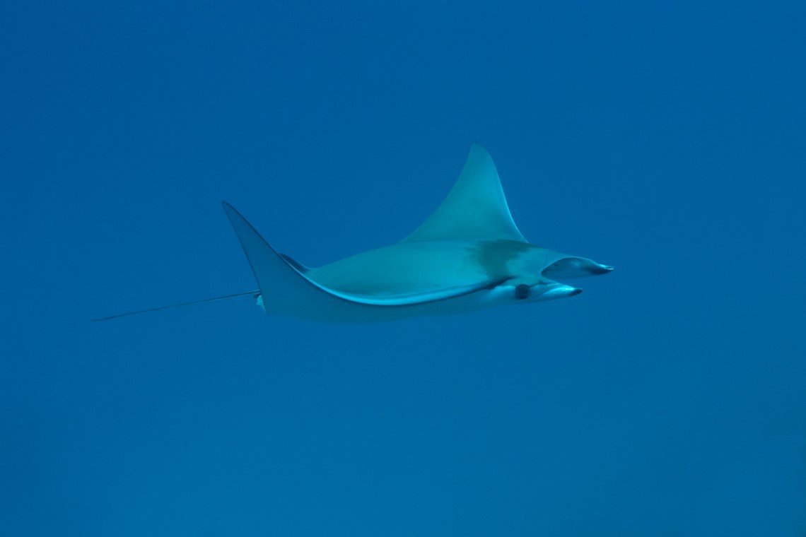 Werner Lau Diving Center - Diving Holidays