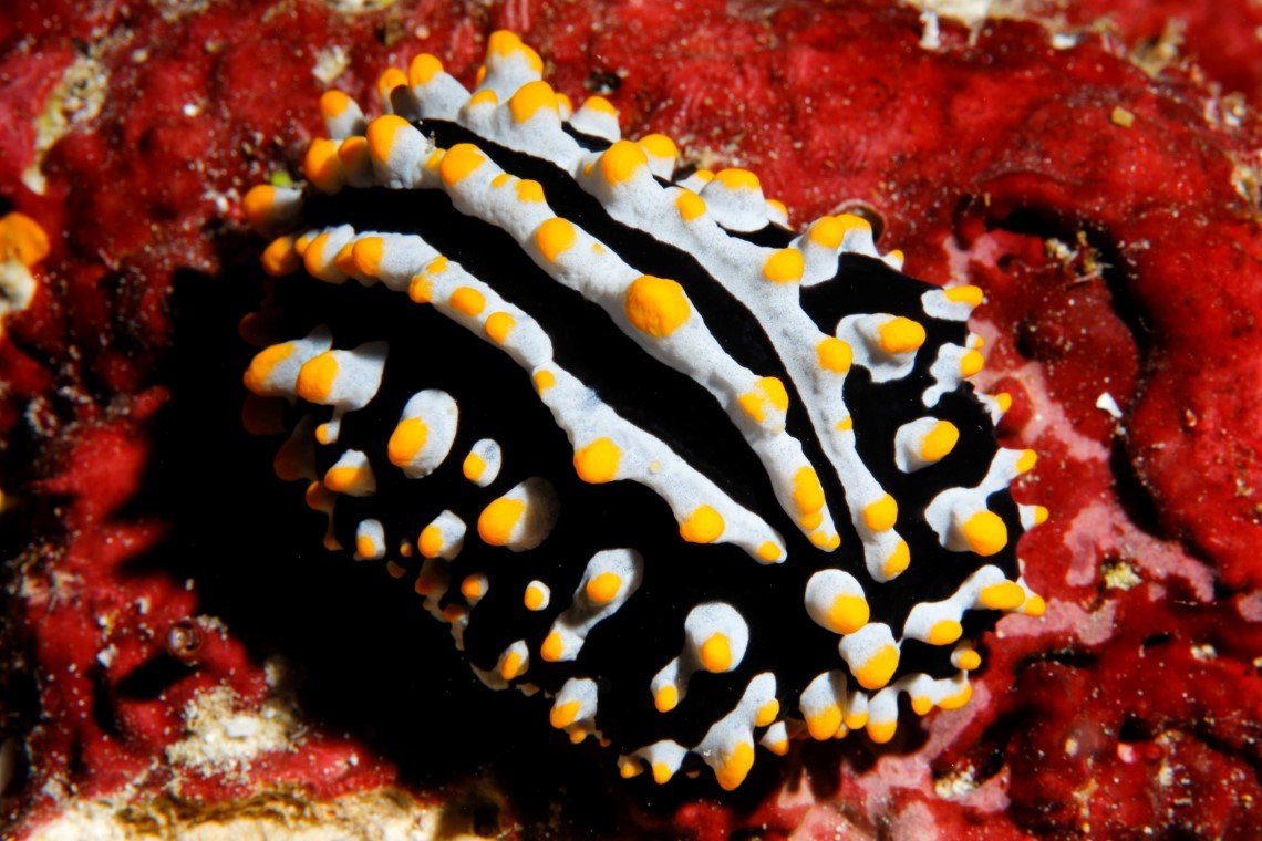 Werner Lau Diving Center - Diving Holidays