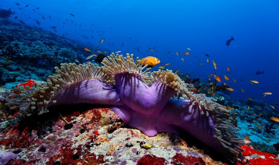 Filitheyo Island Resort - Diving Holidays