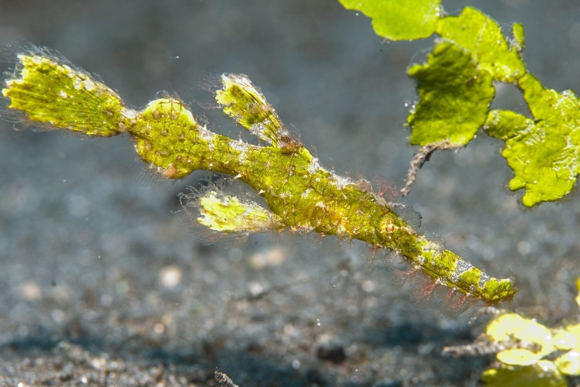 Lumba Lumba Diving - Diving Holidays