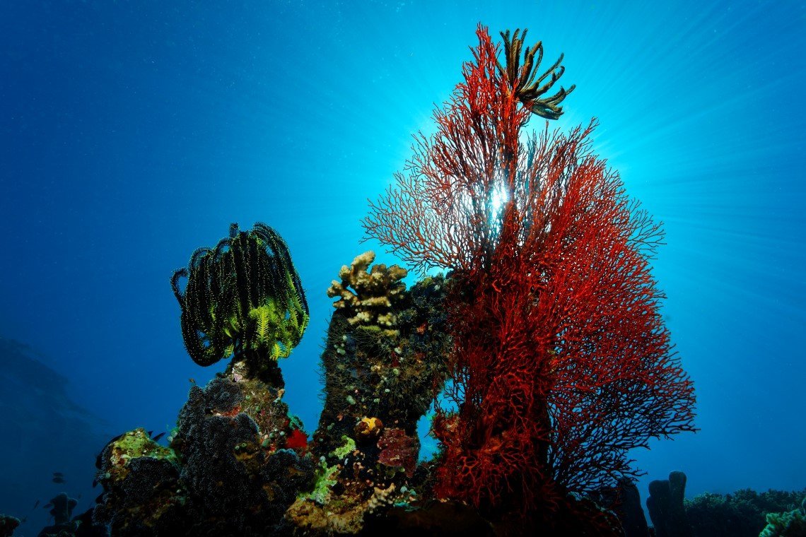 Lumba Lumba Diving - Diving Holidays