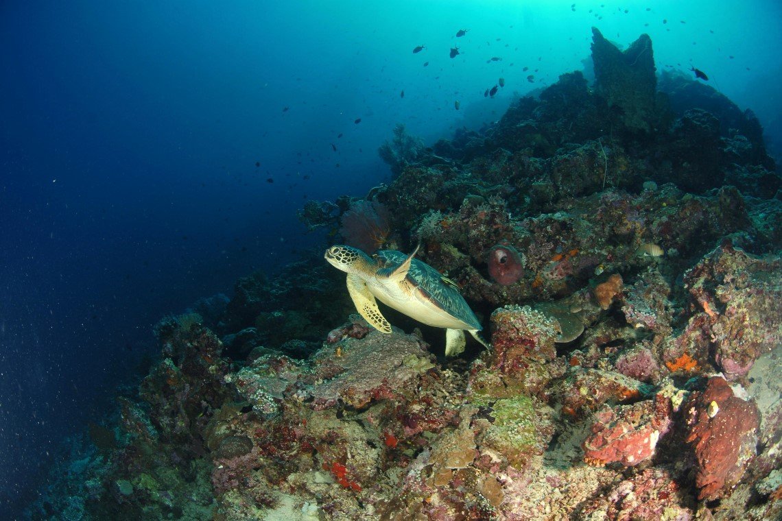 Bunaken Divers Seabreeze Resort - Diving Holidays