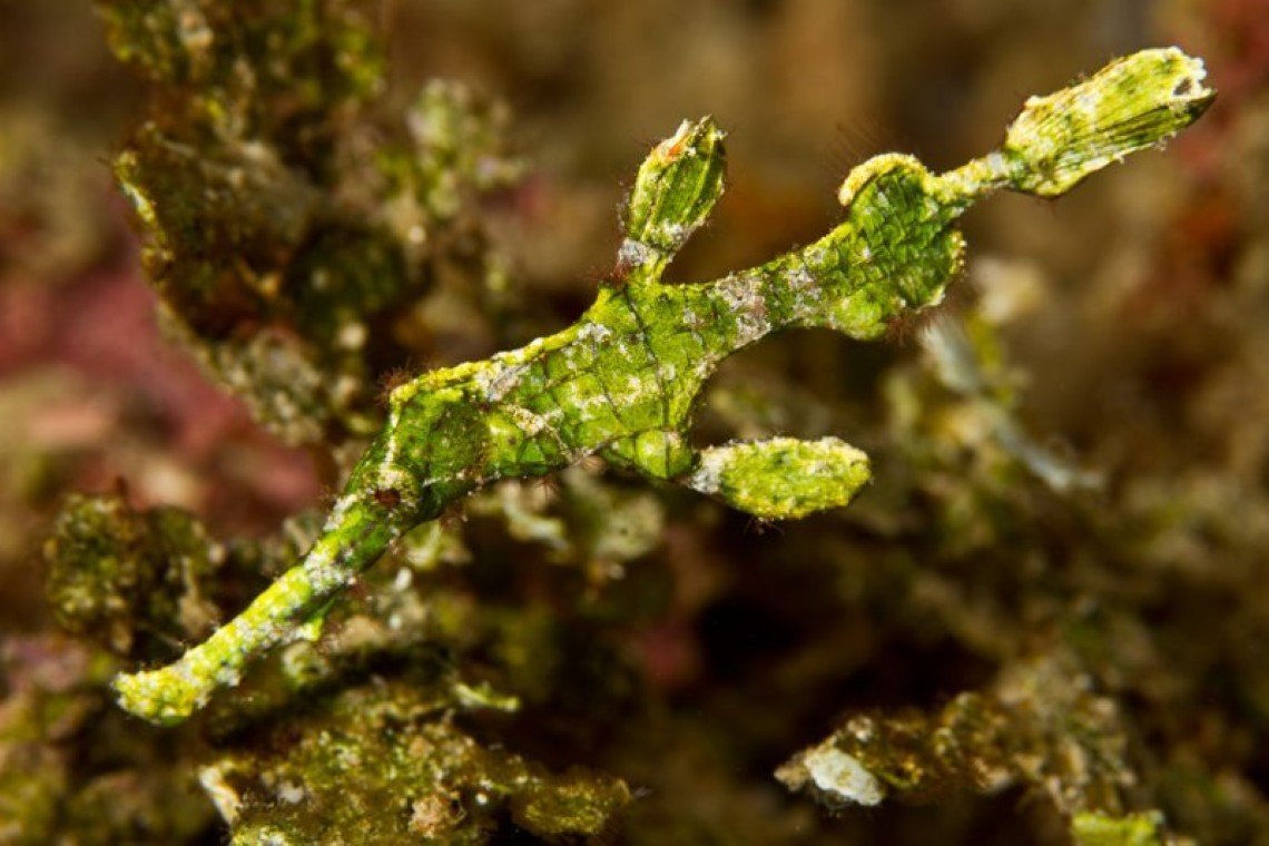 Mimpi Indah Resort - Diving Holidays