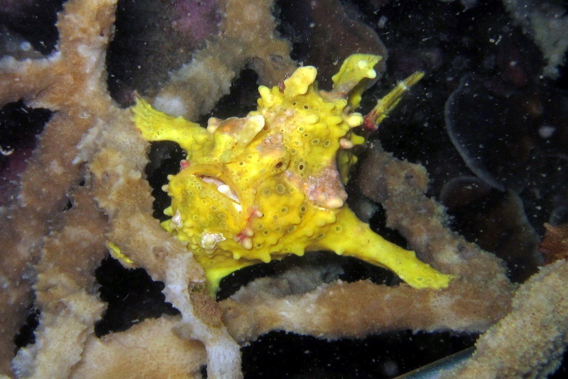 Mimpi Indah Resort - Diving Holidays