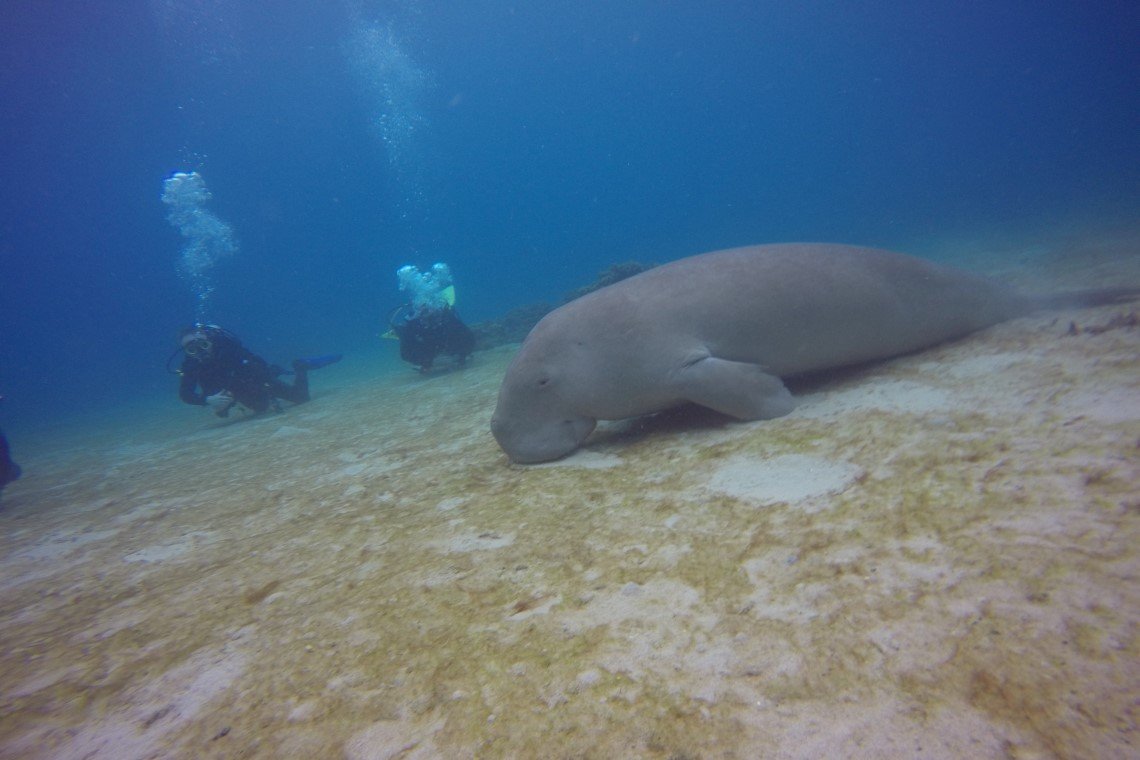 Mimpi Indah Resort - Diving Holidays