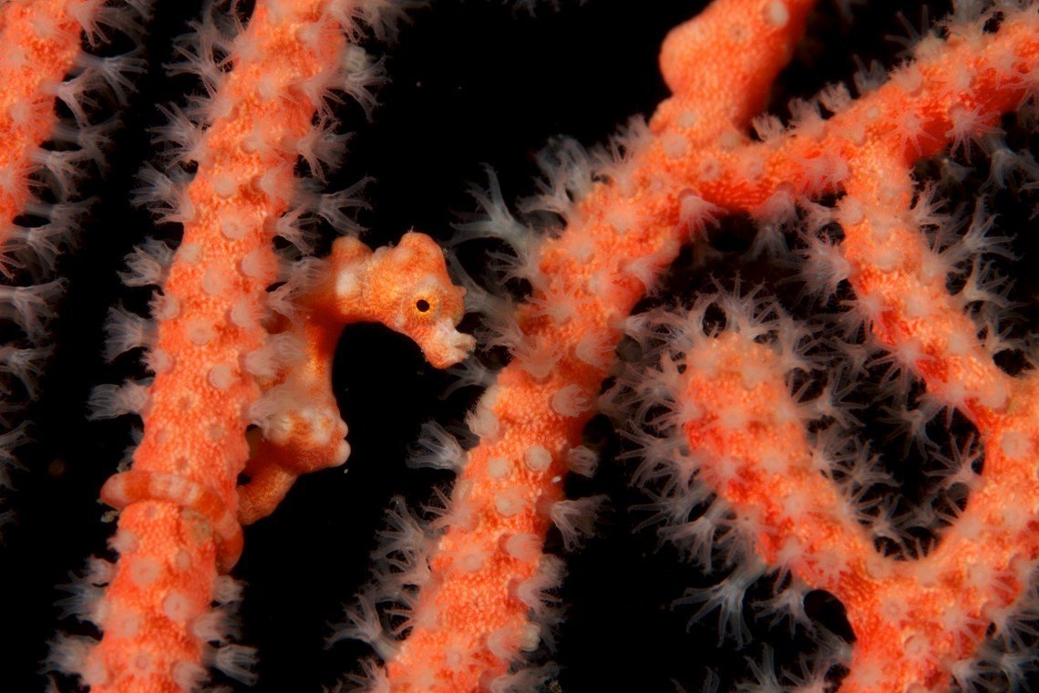 NAD Lembeh Resort - Diving Holidays NAD Lembeh Resort - Diving Holidays