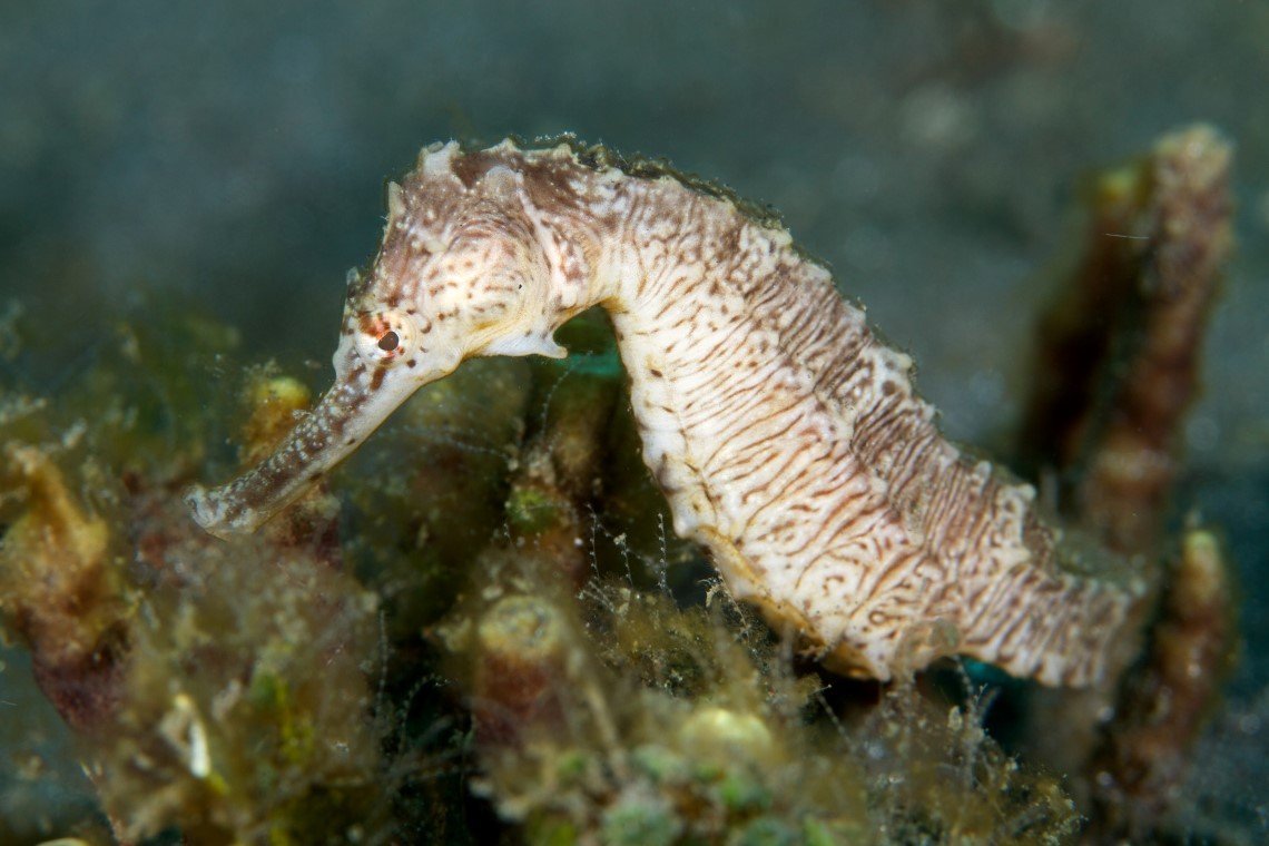 NAD Lembeh Resort - Diving Holidays NAD Lembeh Resort - Diving Holidays