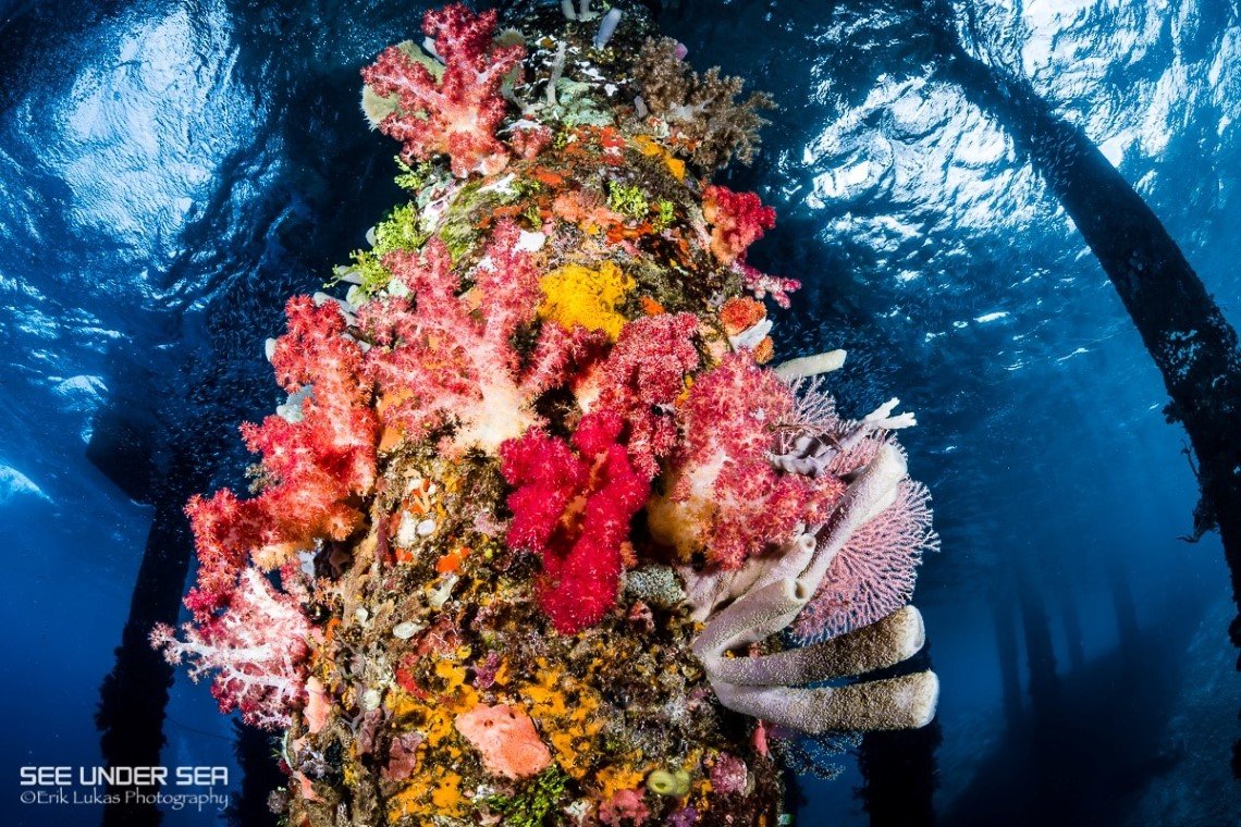 Alor Divers - Diving Holidays