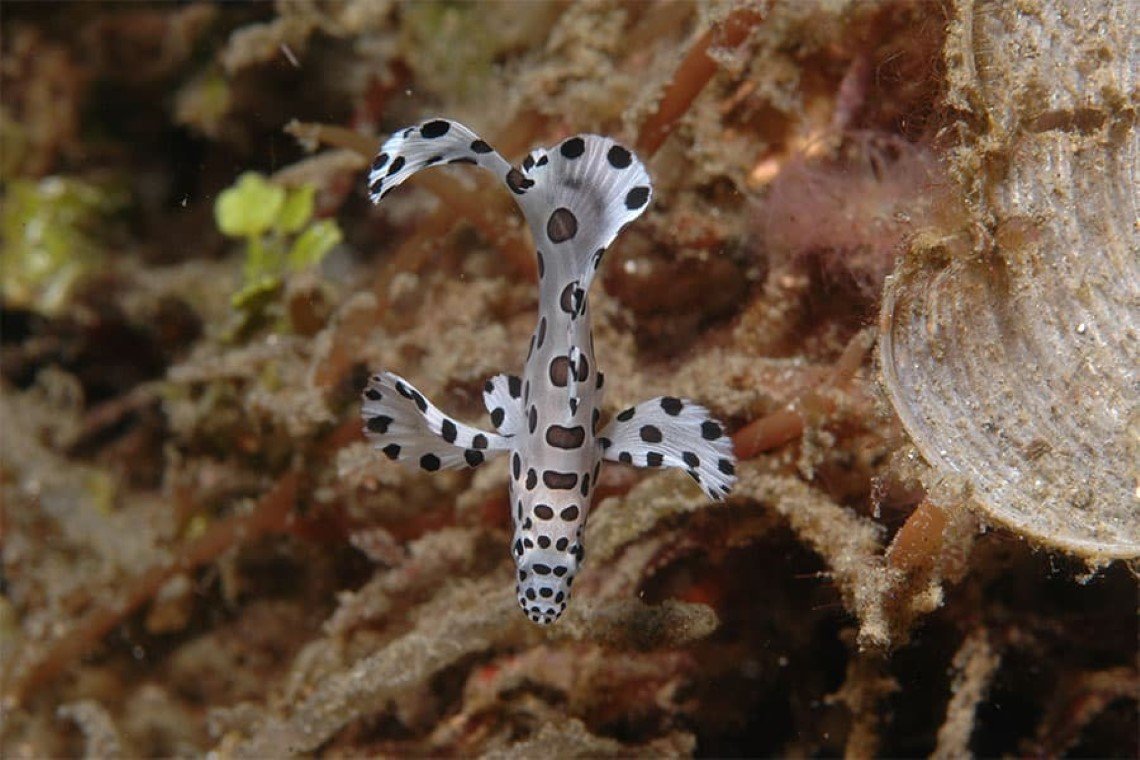 Black Sand Dive Retreat - Diving Holidays Black Sand Dive Retreat - Diving Holidays