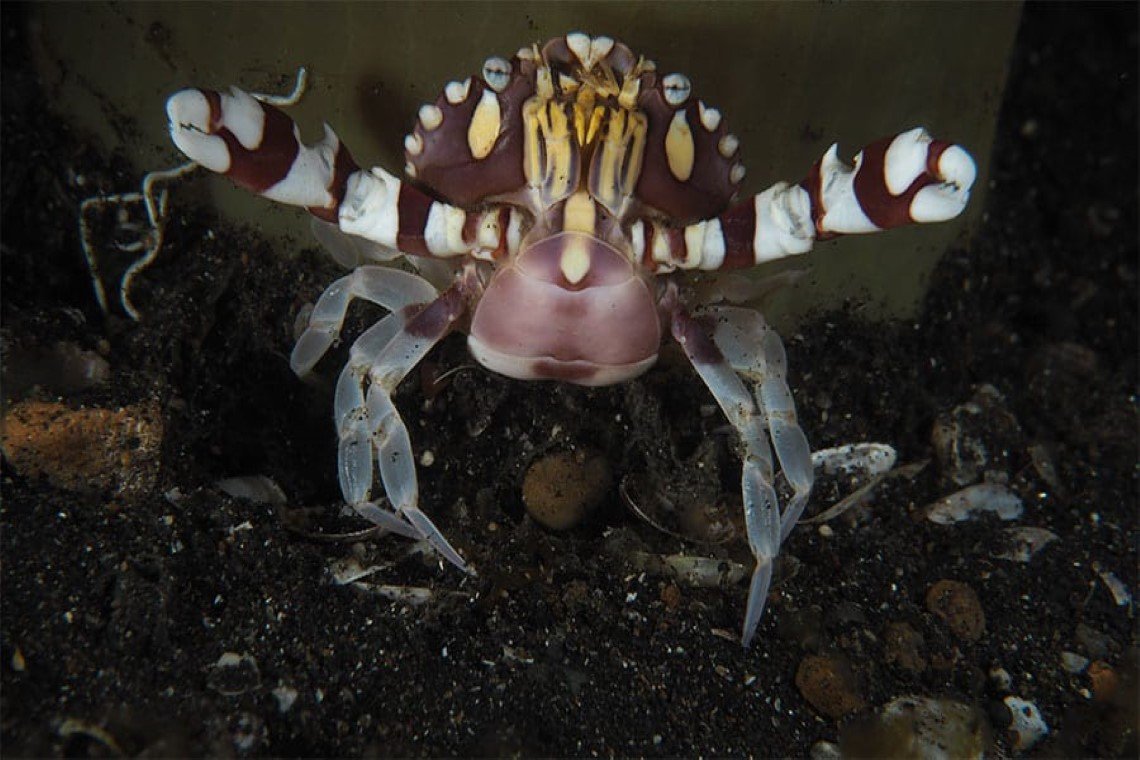 Black Sand Dive Retreat - Diving Holidays Black Sand Dive Retreat - Diving Holidays