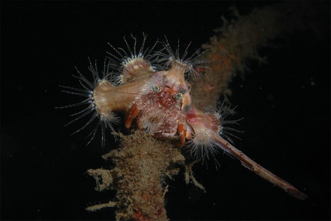 Black Sand Dive Retreat - Diving Holidays Black Sand Dive Retreat - Diving Holidays