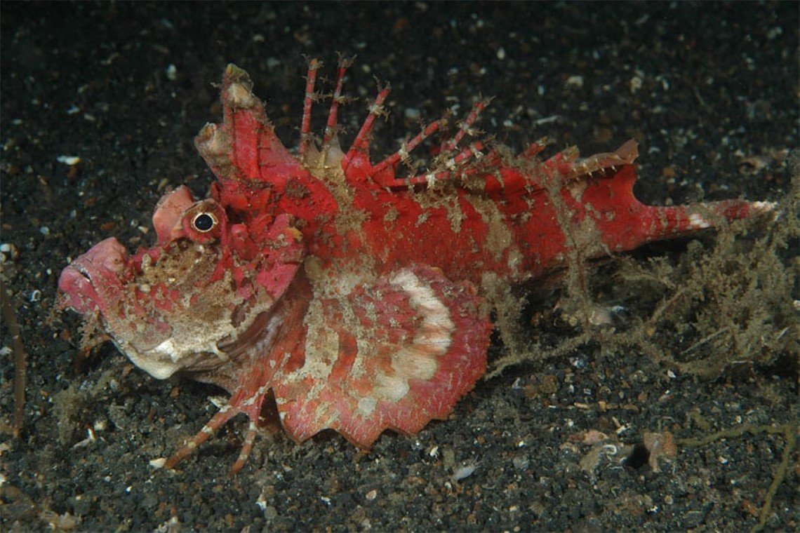 Black Sand Dive Retreat - Diving Holidays Black Sand Dive Retreat - Diving Holidays