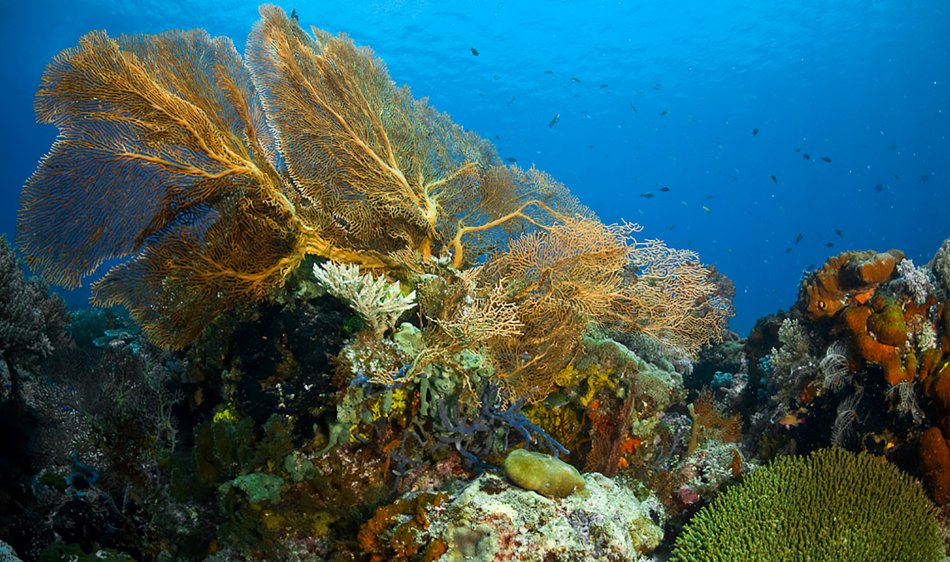 Alam Anda Dive Resort & Spa - Diving Holidays